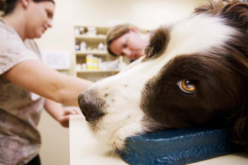 Vet techs work on a large breed dog