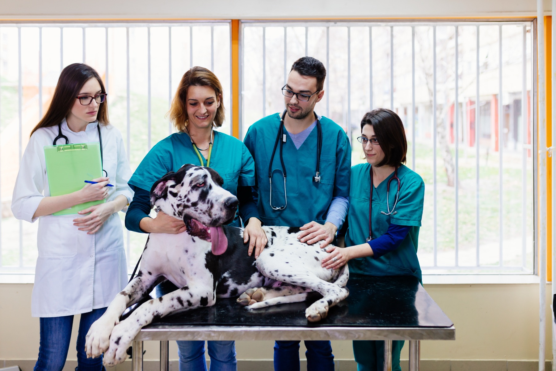 Veterinary team examining a Great Dane together