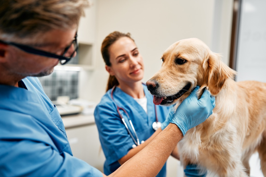 Veterinary assistant at work