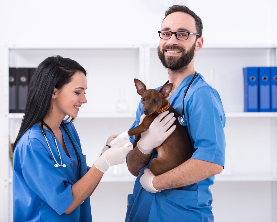 Veterinary technician at work