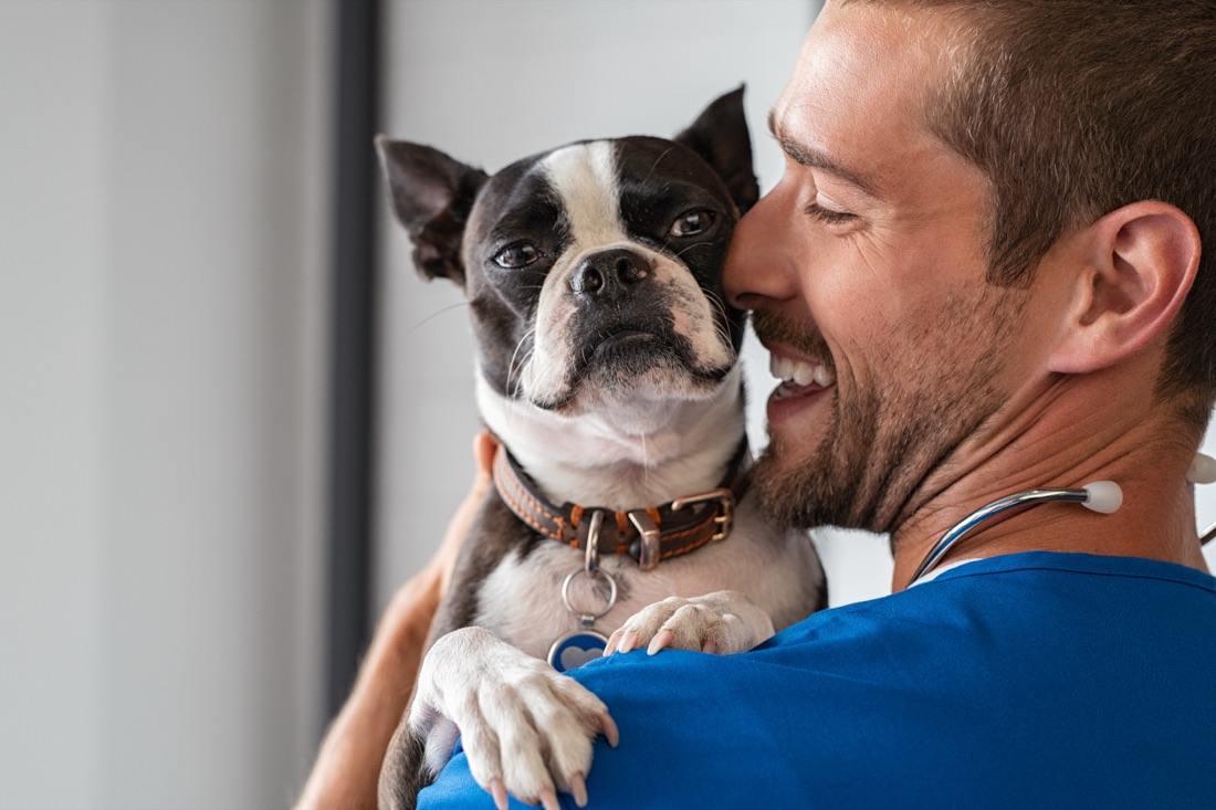 Veterinarian at work