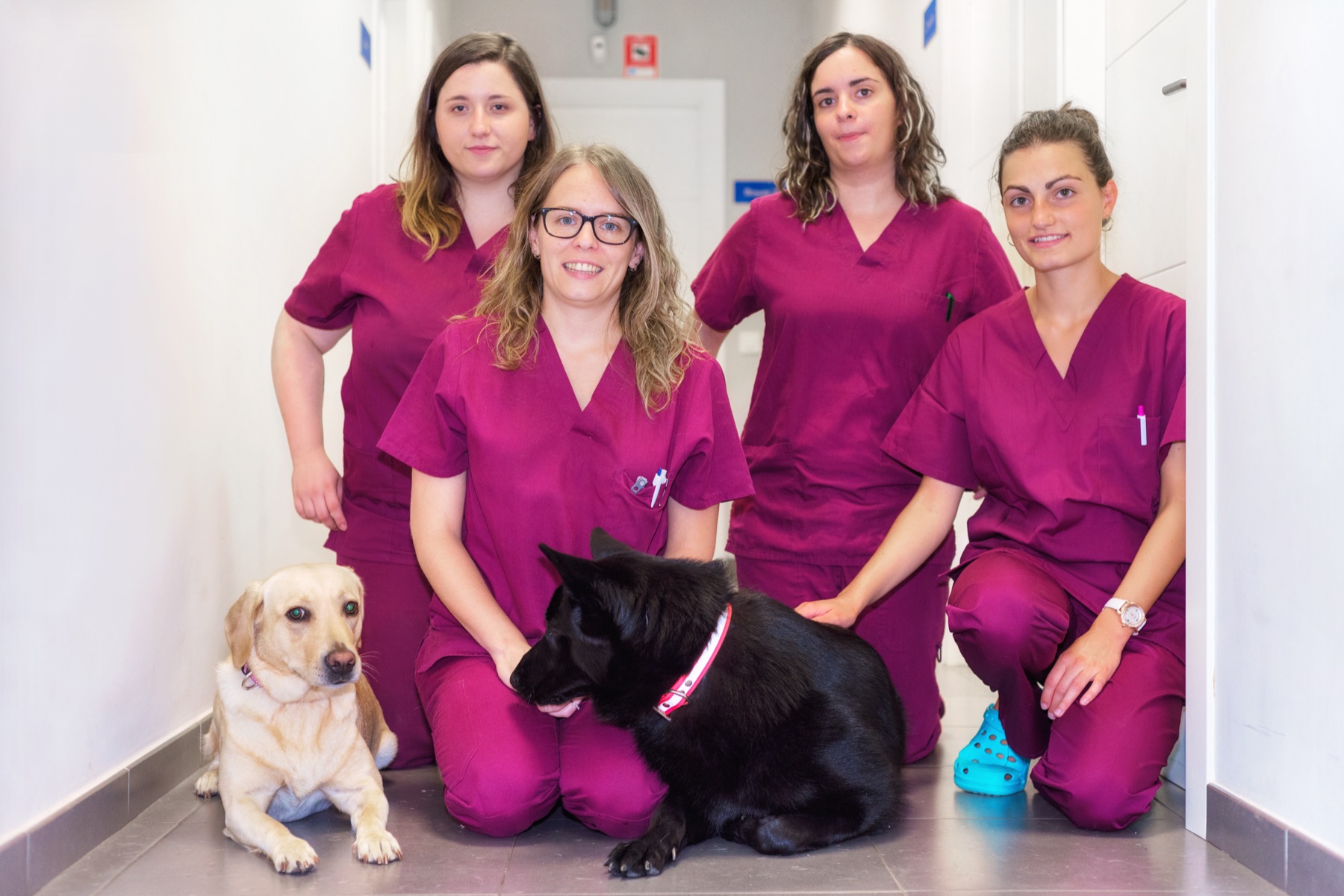 Veterinary team in matching scrubs with two dogs